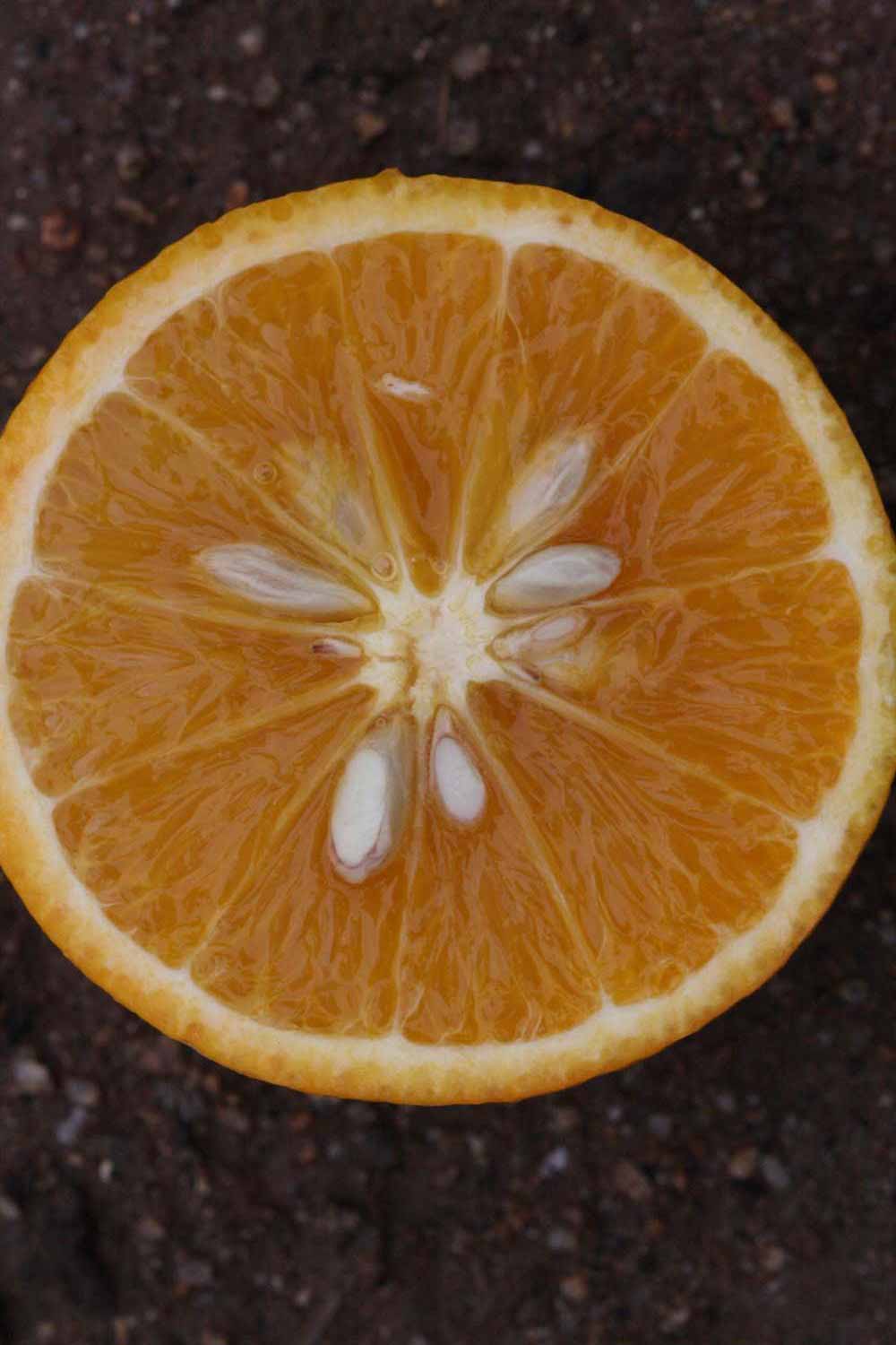            Fruit cross-section (Riverside, CA)   